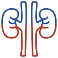 Kidney