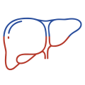 Liver